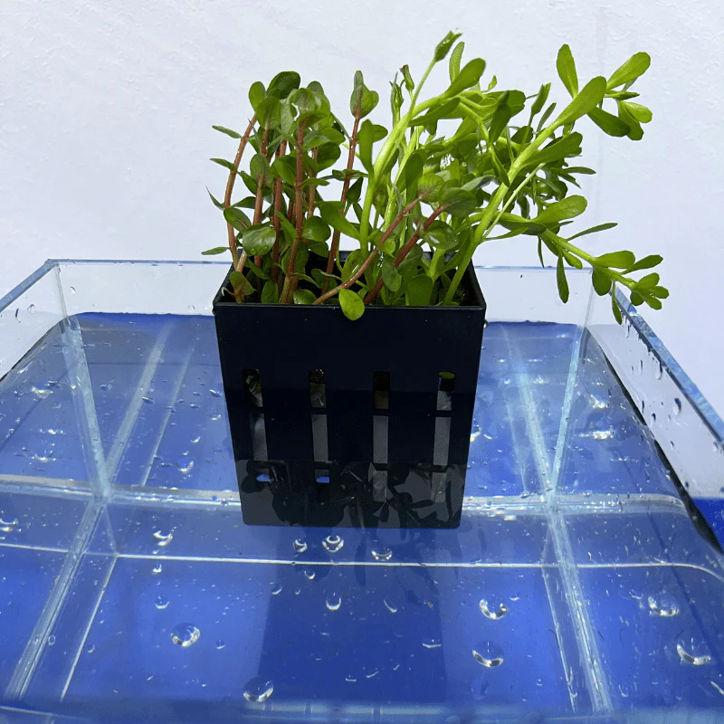 UP AQUA CA-AC-010-B Hydroponic Box (black/grey) Plant holder