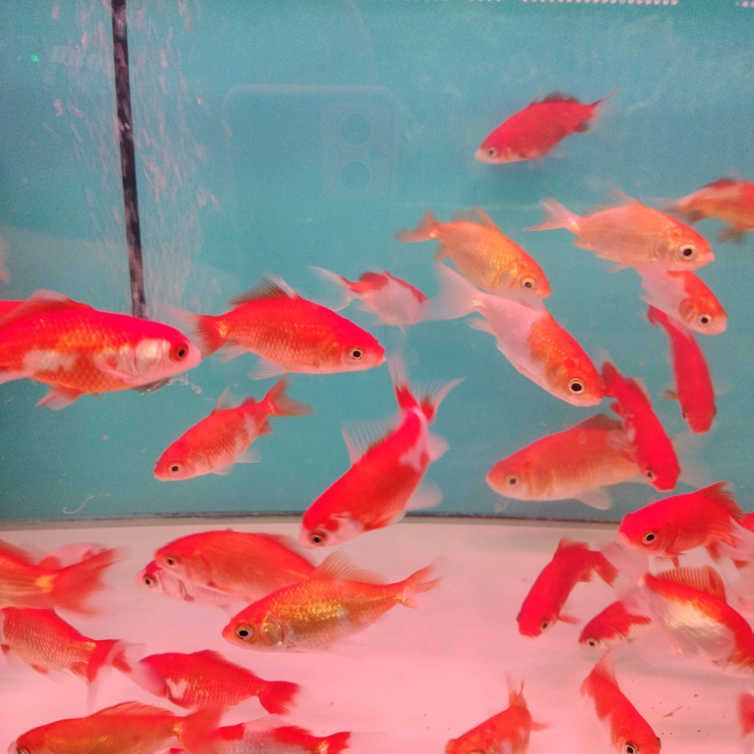 Wakin Goldfish ( 3 inches) - Image 2