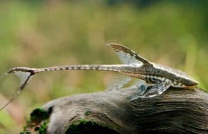 Whiptail Catfish (Farlowella)