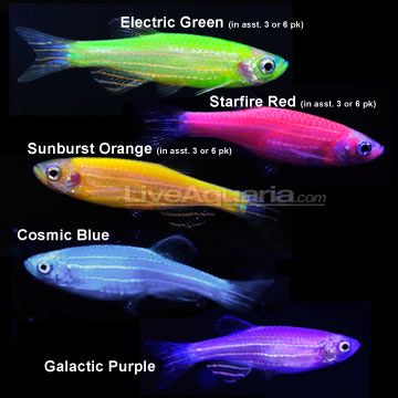 Colored Zebra Danio
